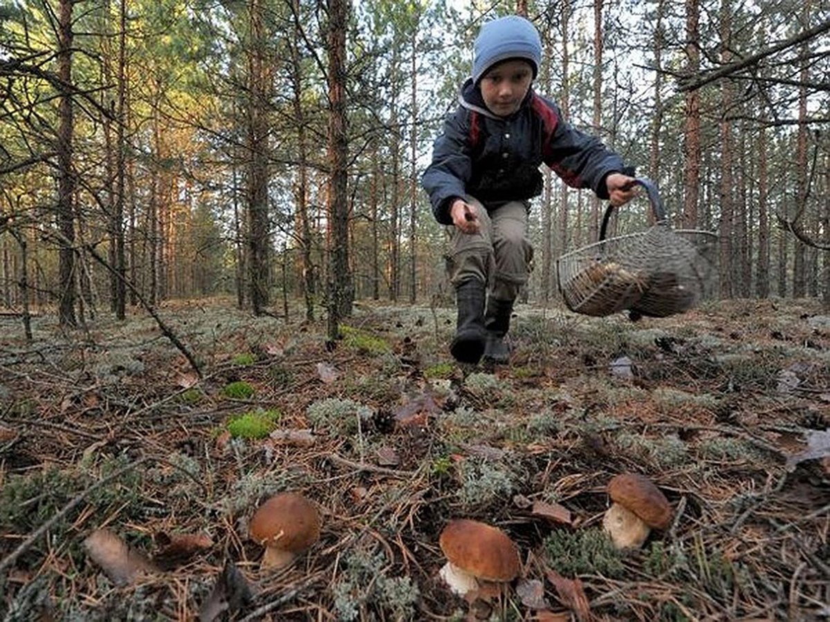 Дети ищут грибы в лесу