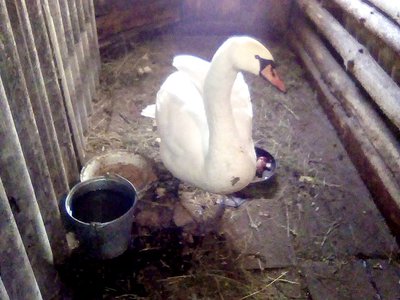 Жители Гагинского района спасли редкого лебедя-шипуна