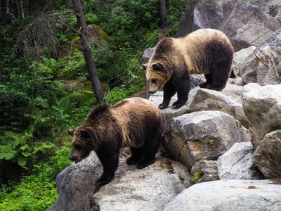 В России 13 декабря отмечается День медведя