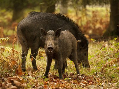 Свинокомплексы хотят защитить от кабанов