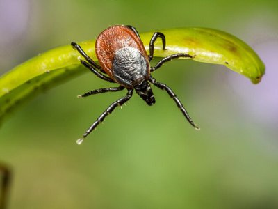 Лето проходит – клещи не сдаются