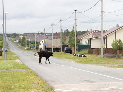 Почему-у-у коровы гуляют по улицам?