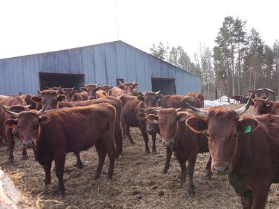 ООО «Нижняя Верея» приобрело 126 голов крупного рогатого скота красной горбатовской породы