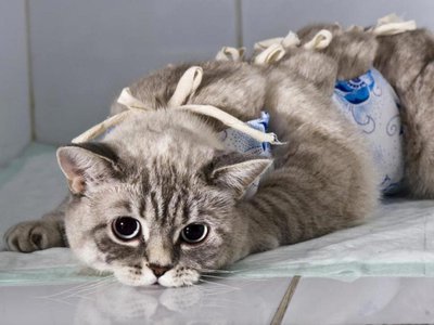 Благотворительный фонд «Вторая жизнь» объявляет годовую акцию на стерилизацию кошек