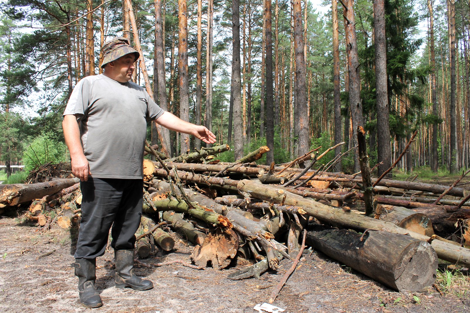 Пилить упавшие деревья. Заготовка древесины. Поваленное дерево в лесу. Вырубка сухостоя. Валежник в лесу.