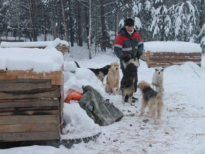 В декабре в Выксе открылась площадка для бездомных псов (Выкса, 2017 г.)