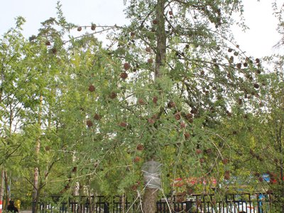 Посадка деревьев в парке