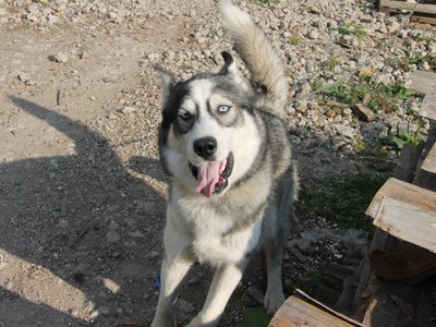 В ноябре в Выксе отловили 13 безнадзорных собак