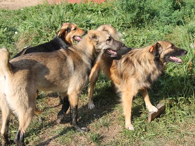 В октябре в Выксе отловлено 14 безнадзорных собак