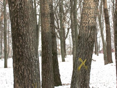Снос старых деревьев в парке КиО (Выкса, 2017 г.)