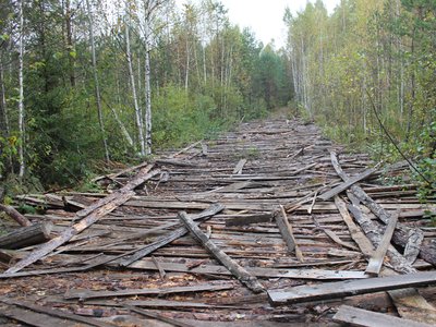 Сколько леса вырубили выксунские арендаторы?