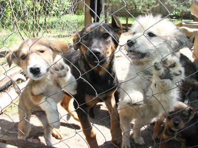 В Выксе за 9 месяцев отловили 148 безнадзорных собак