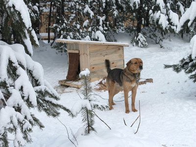 Бездомным собакам построили жильё