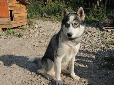 Собаки будут прогуливаться по-новому