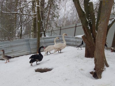 Выксунские лебеди переселились в Подмосковье на зимовку