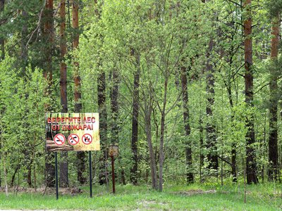 Высокий класс пожароопасности – четвёртый – зафиксирован в выксунских лесах на 16 июня