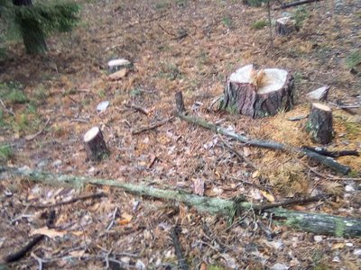 В Вильском лесничестве незаконно вырубили 388 деревьев