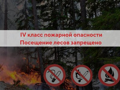 Выксунские леса запрещено посещать