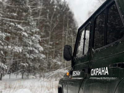 С начала года в области выявили пять фактов незаконной вырубки леса