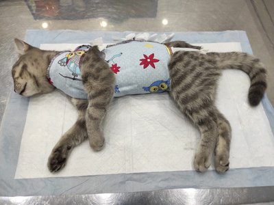 «Вторая жизнь» получила грант на льготную стерилизацию кошек