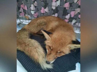 Нижегородские ветеринары спасли лисёнка, которого «лечили» водкой