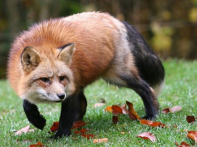 В округе выявлен случай заболевания бешенством дикой лисы