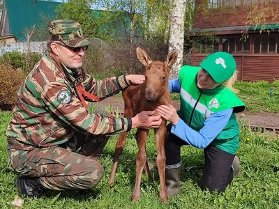 Новорождённого лосёнка-сироту спасли в Воскресенском районе Нижегородской области