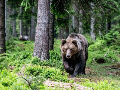 Бурых медведей в области становится больше