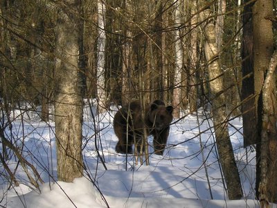 Весенняя охота на медведя открывается с 21 марта на территории области