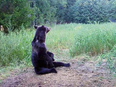 Сезон охоты на медведя в Нижегородской области закрыт с 1 декабря