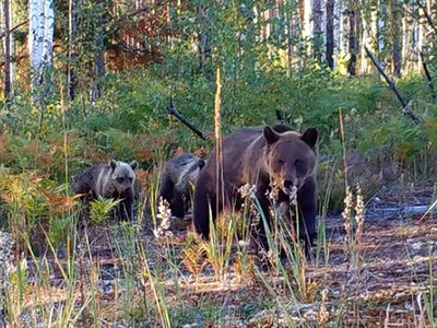 Медведи в Керженском заповеднике гуляют по вечерам