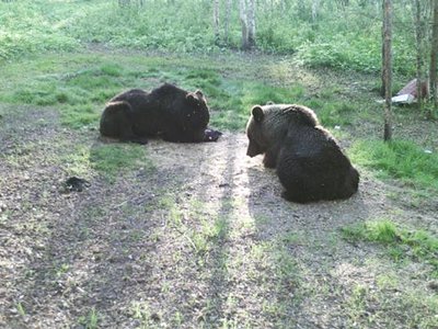 Весенняя охота на медведя открылась в Нижегородской области