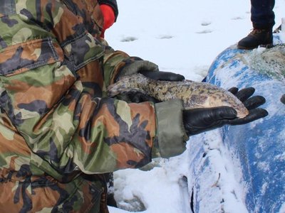 Ограничения на добычу налима в области введены с 15 декабря