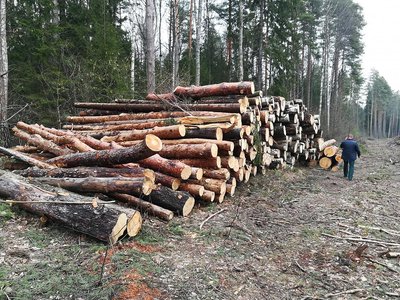 В выксунских лесах незаконно срубили 45 сосен