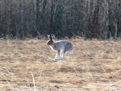 В Нижегородской области открыт сезон охоты на пушные виды животных