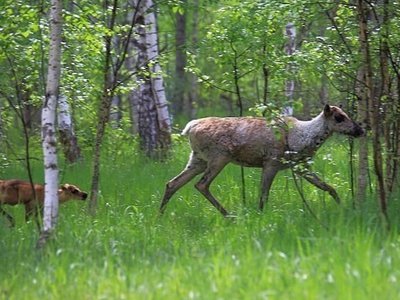 Пять лесных северных оленят родились в Керженском заповеднике (2020 г.)