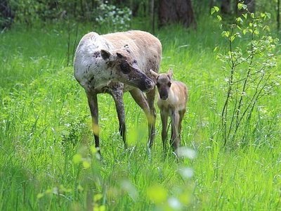 Пять лесных северных оленят родились в Керженском заповеднике
