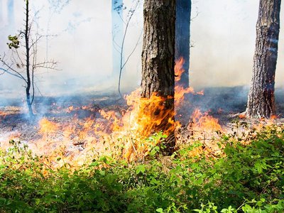 В лесах Выксы – второй класс пожароопасности