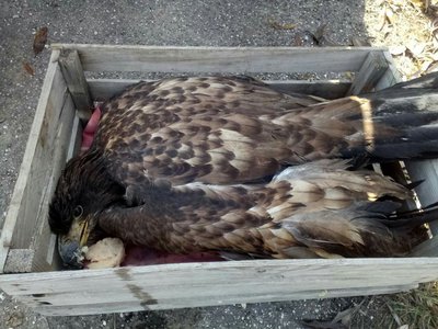 Сотрудники госохотнадзора пытаются спасти раненого орлана-белохвоста, занесённого в Красную книгу Российской Федерации