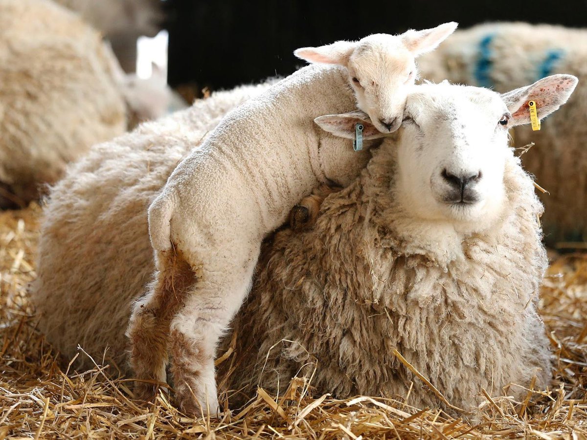 Шерсть овец Куйбышевской породы