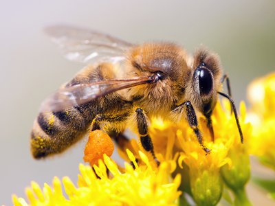 Пчёл поздравят в мае