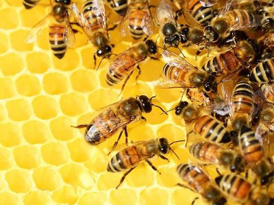 Почему меняется закон о пчеловодстве