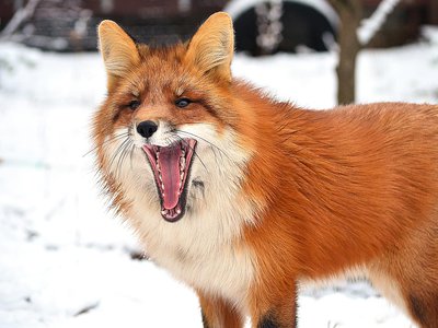 У дикой лисы в Туртапке выявлено бешенство