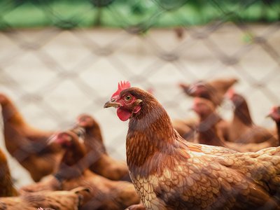 Специалисты Нижегородского референтного центра Россельхознадзора нашли следы антибиотиков в куриных полуфабрикатах
