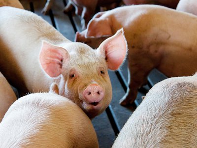 Карантин по африканской чуме свиней в области отменён