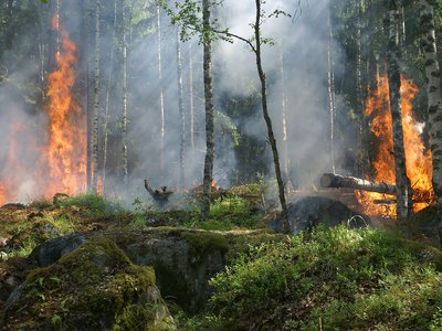 В округе установлен третий класс (частично) пожароопасности лесов