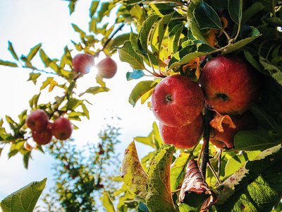 Яблони, смородину, черешню и другие культуры высадят на 100 га