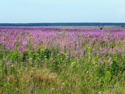 Более 20 000 га неиспользуемых земель Нижегородской области вернут в сельхозоборот