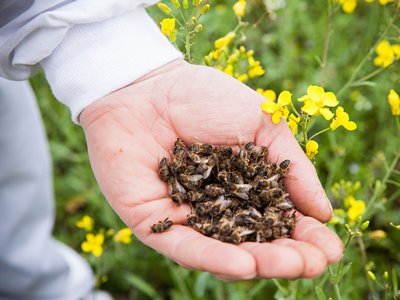 Лаборатории по определению причин гибели пчёл действуют в Нижегородской области