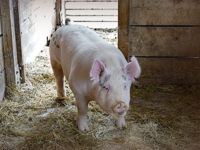 Свинью с признаками АЧС нашли в Вачском районе